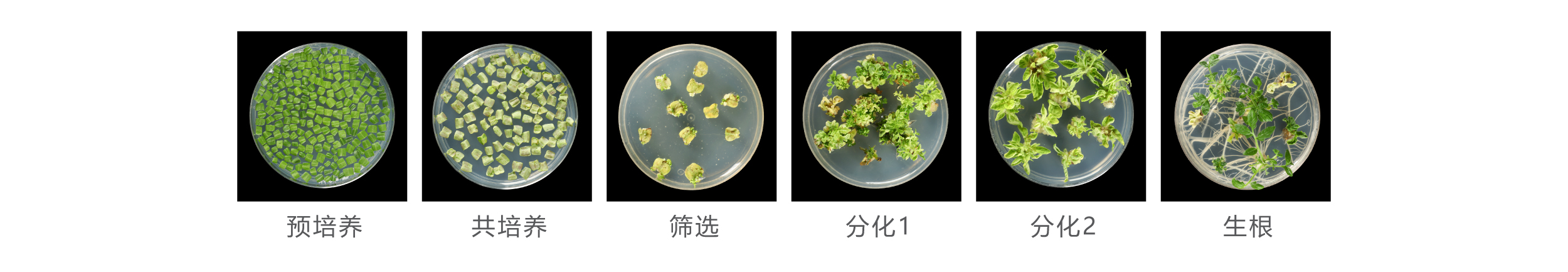 番茄 番茄