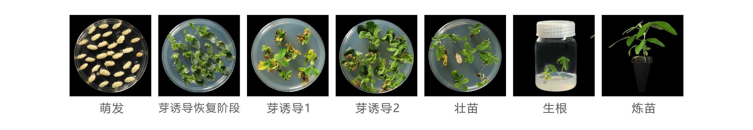 大豆
