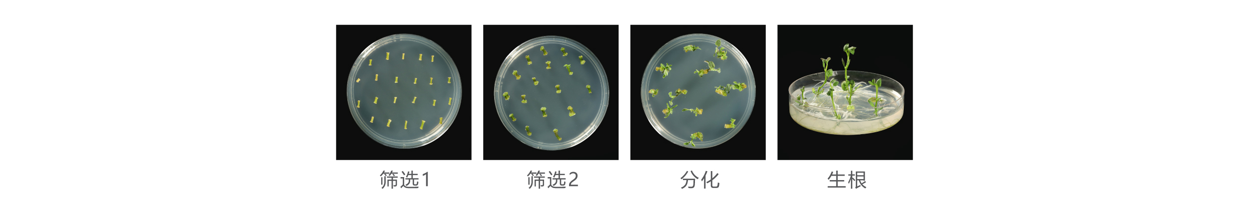 馬鈴薯 馬鈴薯