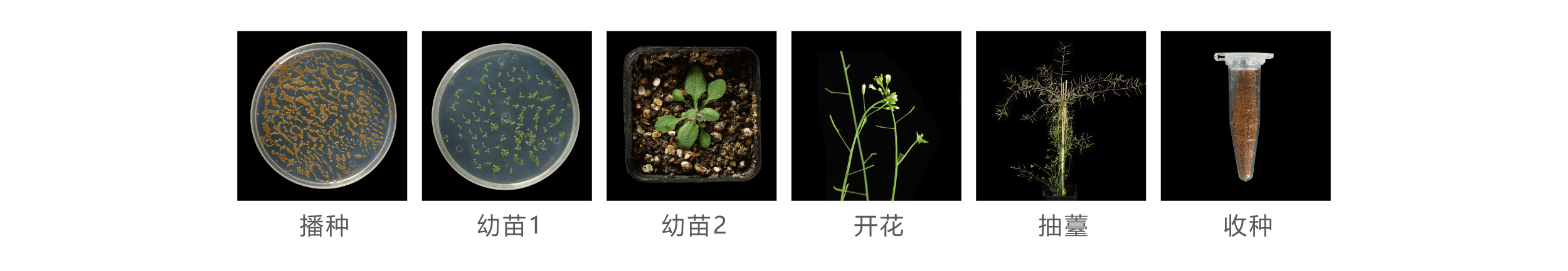擬南芥 擬南芥