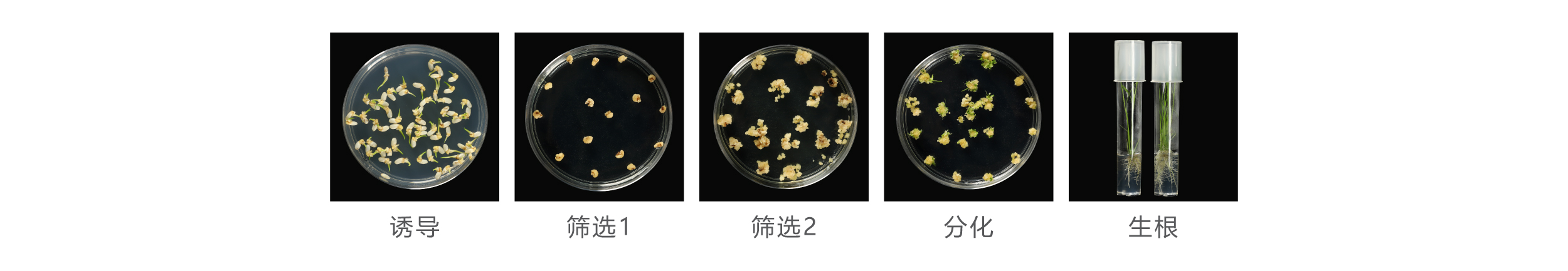 水稻 水稻